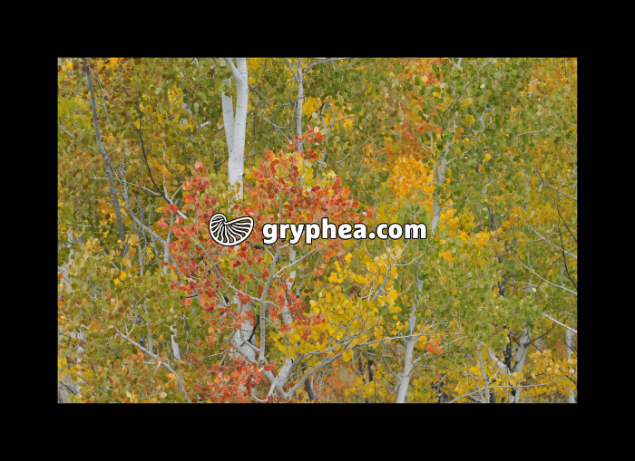 Trembles (Yellowstone NP, USA) - gryphea.com